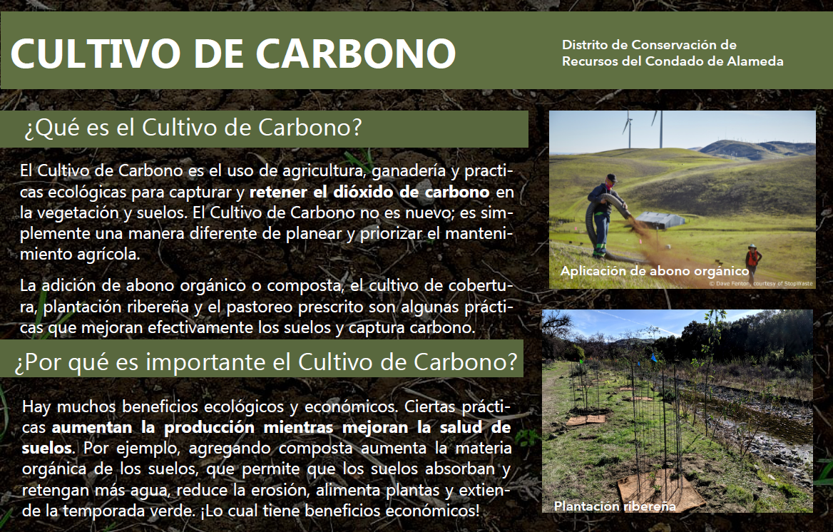 Cultivo De Carbono