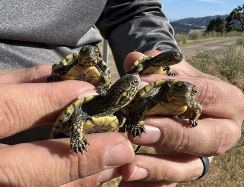 PRESS RELEASE: Western Pond Turtle Conservation Research Expands