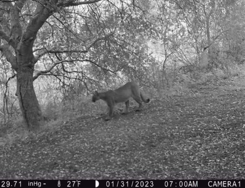 Press Release: Continued Presence of Mountain Lion Families Highlights Importance of Wildlife Connectivity in the Bay Area