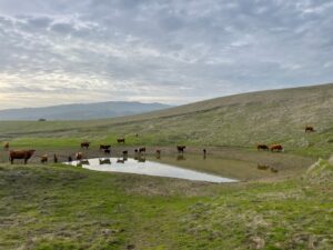 pond cows blue sky Alameda County Conservation Partnership