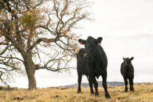 Alameda County Conservation Partnership