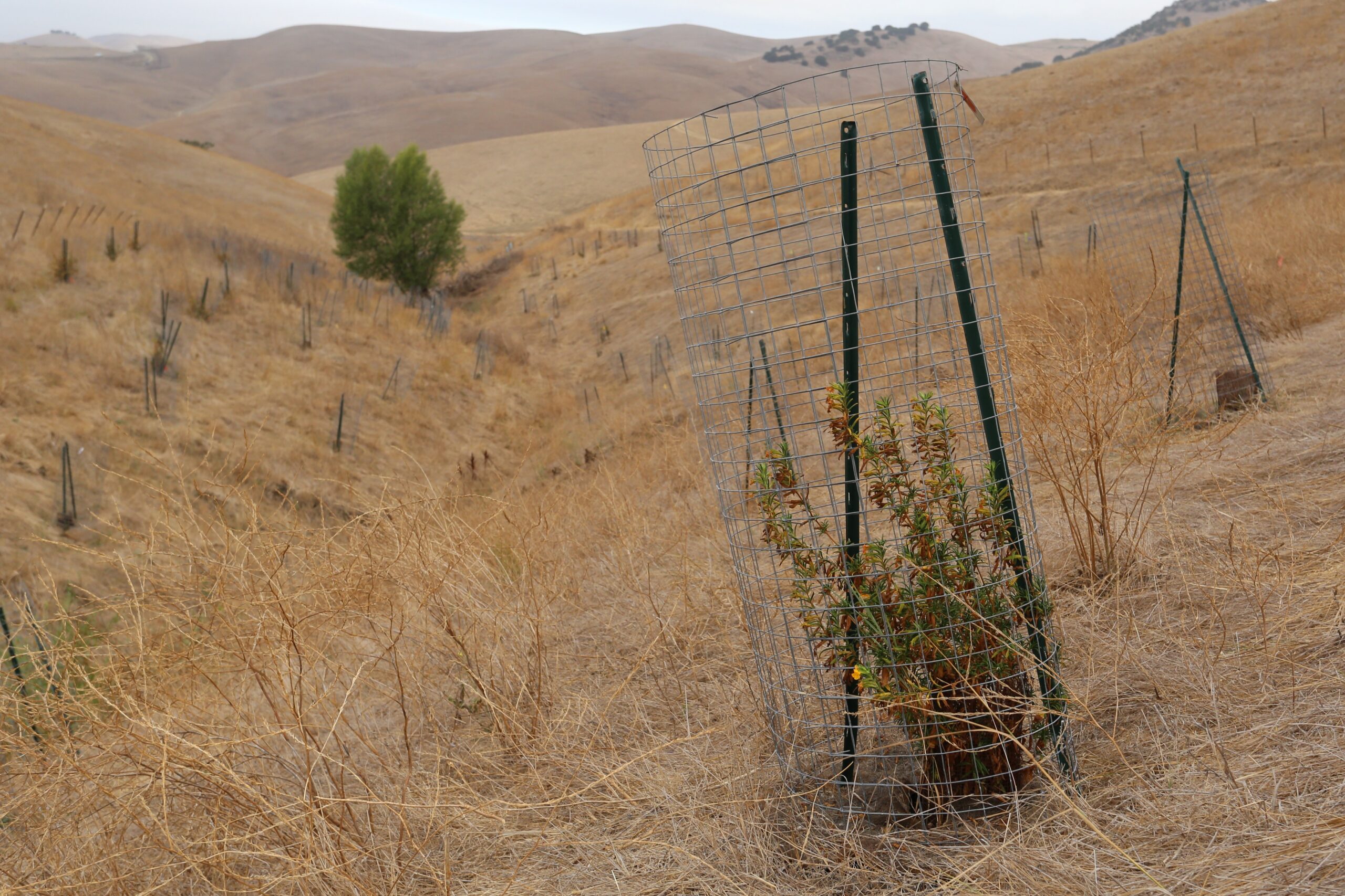 8.31.26 Brushy Peak Z3 (6)